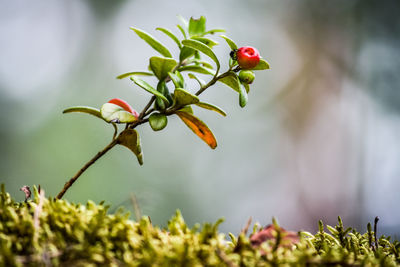 Close-up of a single cowberry