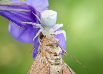 Close-up of insect on purple flower
