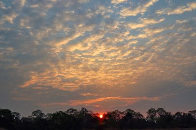 Low angle view of silhouette trees against sky during sunset