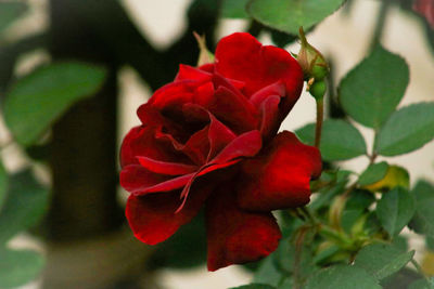 Close-up of red flowers blooming outdoors