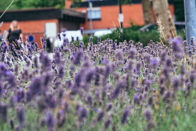 Close-up of purple flowering plants on field