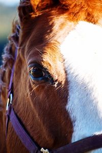 Close-up portrait of horse