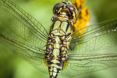 Extremely close-up of dragonfly on leaf