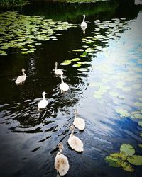 Ducks floating on water