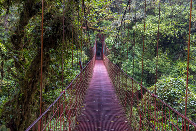 Footbridge amidst trees in forest