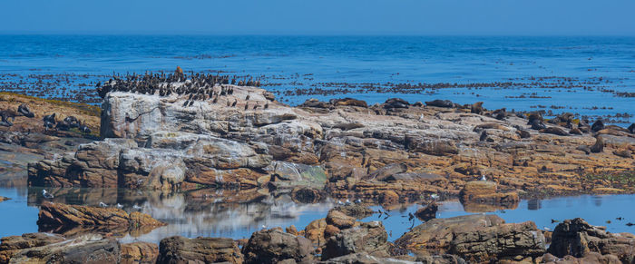 South african fur seals or sea lions and cormorants on sea rocks at the cape of good hope 