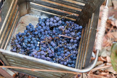 A metal bucket showing purple harvested grapes
