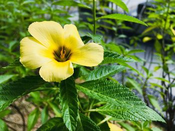 Close-up of yellow flowering plant