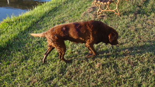 High angle view of dog walking on grass