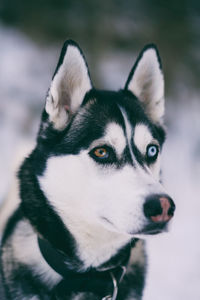 Close-up of dog on ground