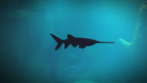 Fish swimming in sea