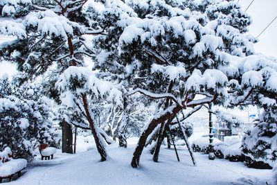 Trees on snow covered field during winter