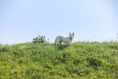 Dog on field against clear sky