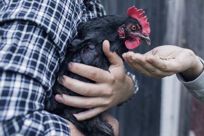 Midsection of man holding a bird