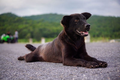 Black dog looking away