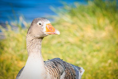 Close-up of bird