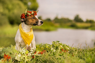 Dog looking away on field