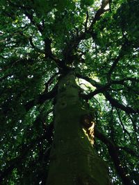 Low angle view of tree