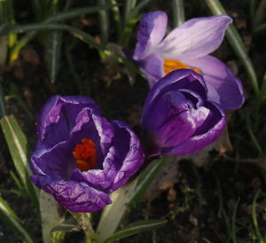 Close-up of purple crocus blooming outdoors