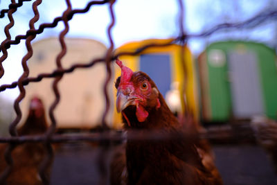 Close-up of hen