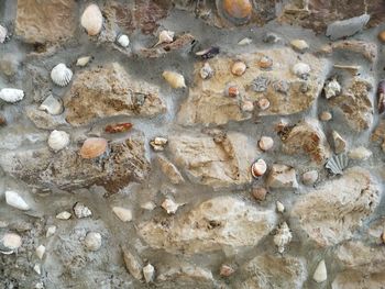 Full frame shot of seashells on rock