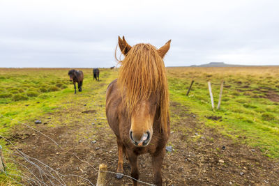 The icelandic horse, iceland