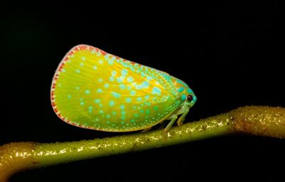 Close-up of a leaf over black background