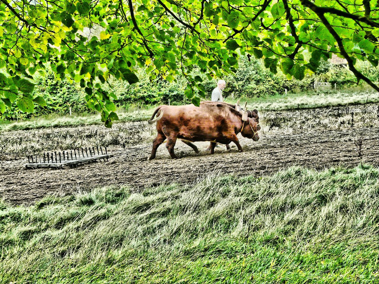 Training oxen