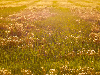 Close-up of flowers growing in field