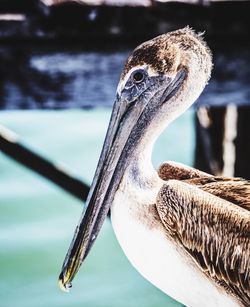 Close-up of a bird