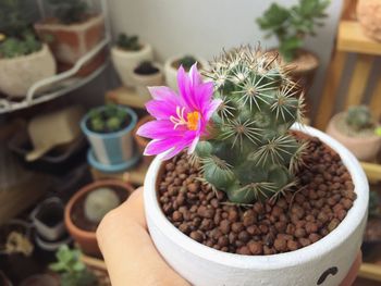 Close-up of hand holding cactus flower pot