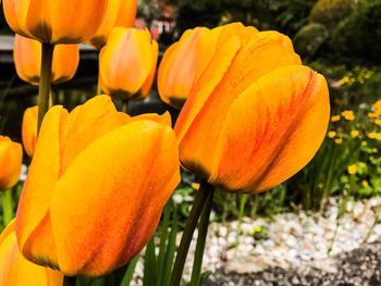 Close-up of orange tulips on field