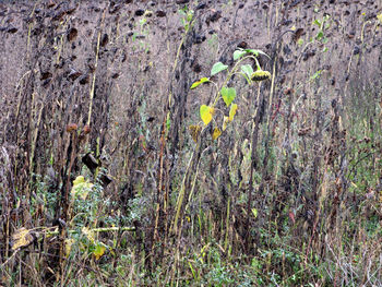 Plants growing in a forest