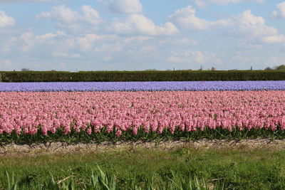 Scenic view of flowering plants on field against sky