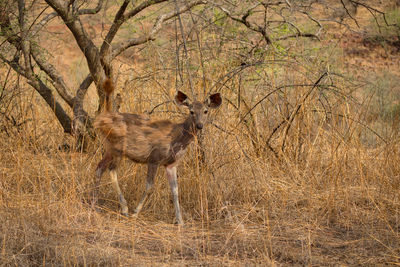 Portrait of back buck