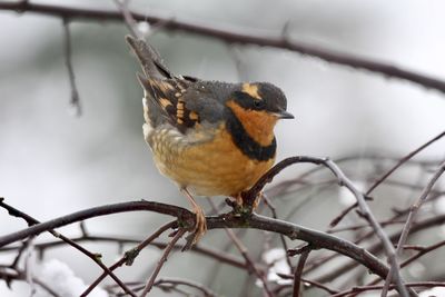 Close-up of bird perching on branch