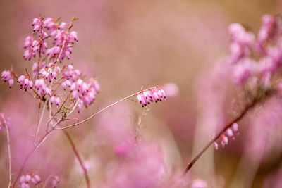 Close-up of insect on pink flower