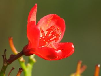 Close-up of red poppy