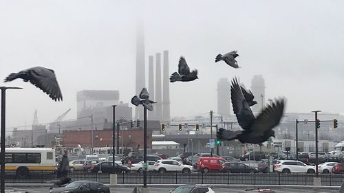 Seagulls flying over street in city