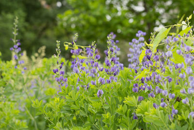 Close-up of purple flowering plants on field