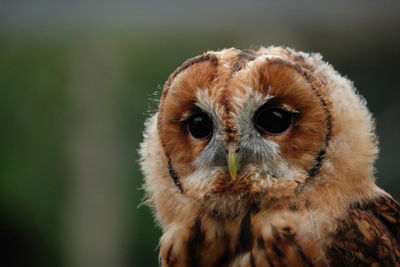 Close-up portrait of a owl