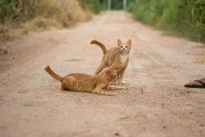 Cat lying on dirt road