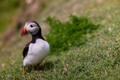 Puffin bird on saltee island, ireland 