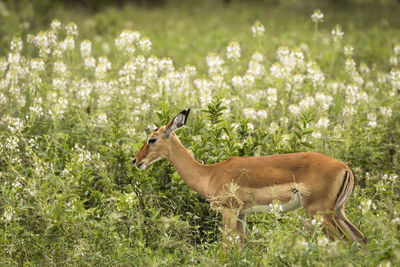 Deer standing in field