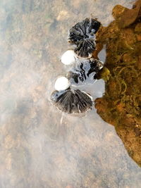 High angle view of water and white flower