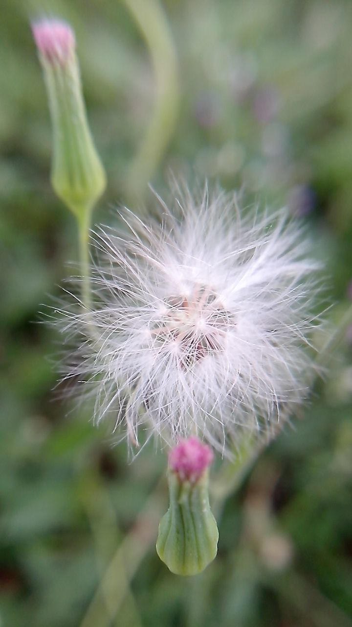 flower, fragility, freshness, flower head, growth, dandelion, close-up, focus on foreground, beauty in nature, single flower, nature, white color, petal, softness, plant, wildflower, blooming, in bloom, stem, uncultivated
