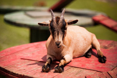 Close-up of goat on table