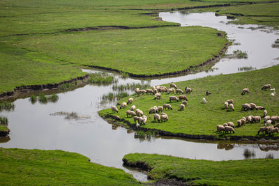 Landscape with grazing animals