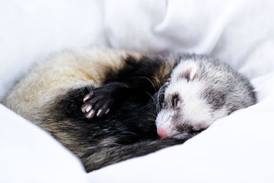 Close-up of dog sleeping