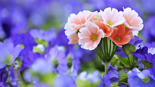 Close-up of purple flowering plants